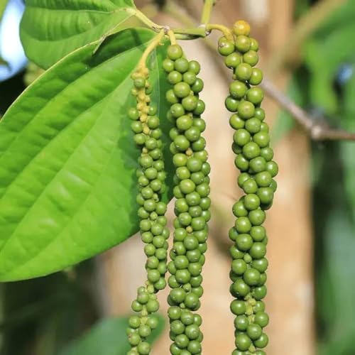 Image of Branded Live Black Pepper plant pack of 1