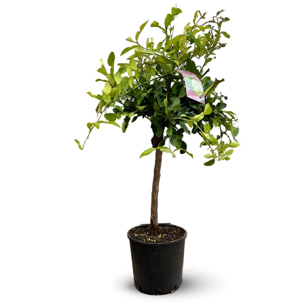 Attitude Jardin - Combava - citrus hystrix - agrume méditerranéen - arbre fruitier - 110-120 cm - ⌀ 24 cm