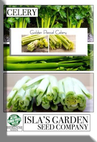 Golden Pascal Celery Seeds For Planting, 1000+ Heirloom Seeds Per Packet, (Isla's Garden Seeds), Non Gmo Seeds, Botanical Name: Apium Graveolens, Great Home Garden Gift #TOP5