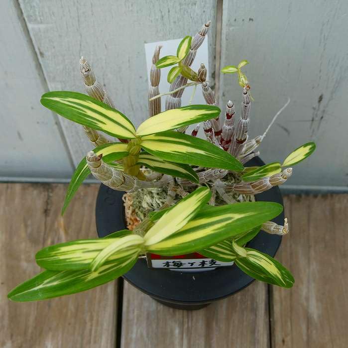 Amazon.co.jp: 長生蘭 梅ヶ枝 苗 3号鉢 斑入り 石斛 セッコク 山野草