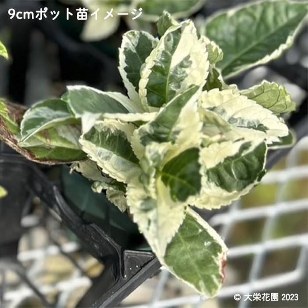 Amazon.co.jp: 予約販売 アジサイ カラフルランジア スパイスno