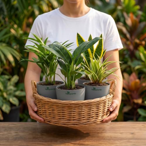 Image of Spider Plant, Peace Lily, Areca Palm & Snake Plant Live Indoor 4-Plant Combo in 4-Inch Self-Watering Matte Grey Pots | Air-Purifying Oxygen Plants for Bedroom, Living Room & Office Decor