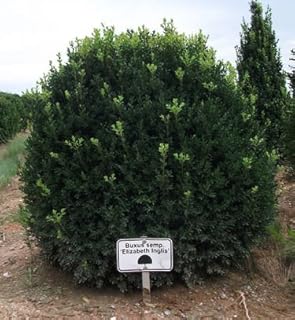 Inglis Live Boxwood Shrub Gallon