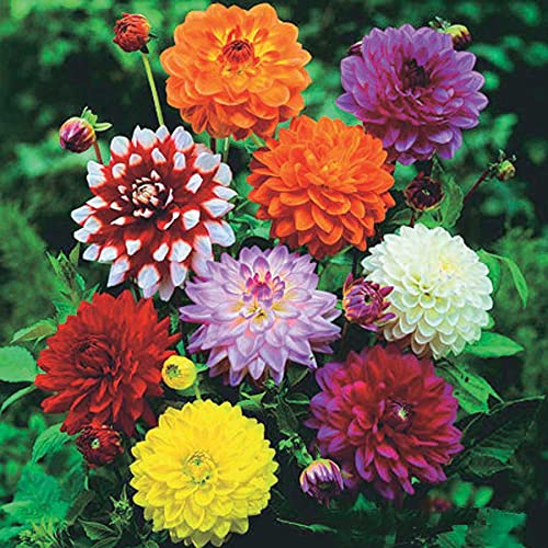 JIGNISHASEEDS Dahlia Mixed Color Hybrid Flower Seeds For All Season (B0CC9QVFGN) Amazon Price History, Amazon Price Tracker