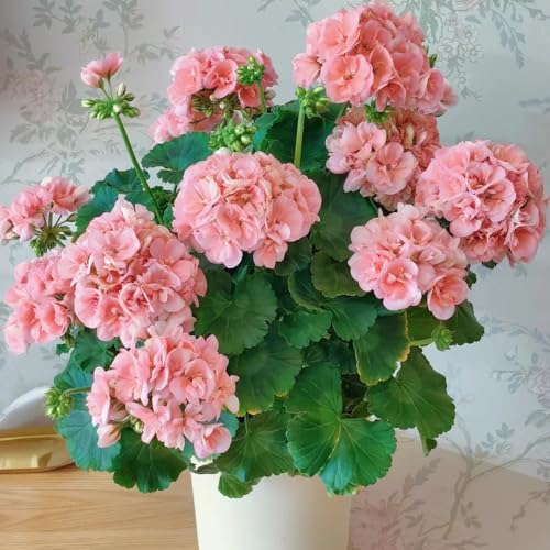 15+ Mixed Geranium Seeds - Non-GMO Adaptable Flowers, Fragrant Showy Blooms, for Balcony & Garden Decoration
