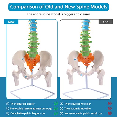 Image of breesky Flexible Spine Model, 34.6'' Life Size Human Spinal Cord Anatomical Model with Stand Color Coded Regions Indicate The Cervical, Thoracic and Lumbar Spine for Med Students and Chiropractors