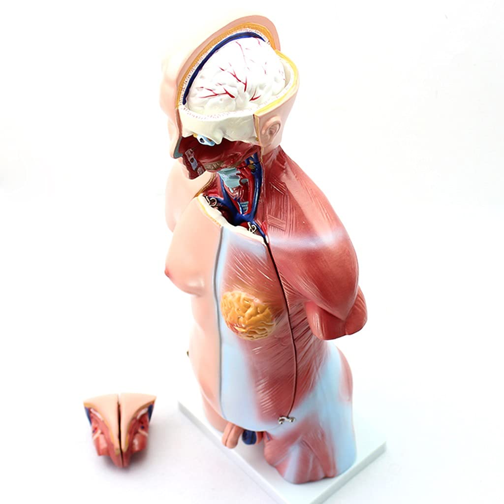 Amazon.co.jp: 解剖モデル 17.7インチ 人体胴体 胴体解剖学モデル 23