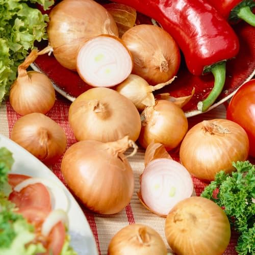 Chalotas (500 gr), cebolla de vegetal suave y picante, cebollas de vegetal de Holanda (sin semillas), tamaño de chalotas para plantar de 14 a 21 mm (Red Sun)