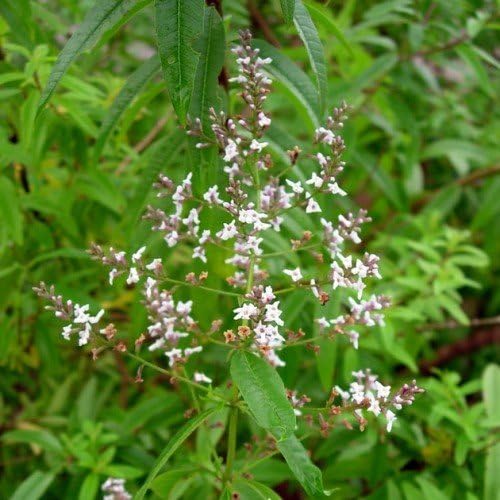 Planta Aromática DECOALIVE De Hierbaluisa O Verbena De Indias, Ideal Para Terraza Y Jardín
