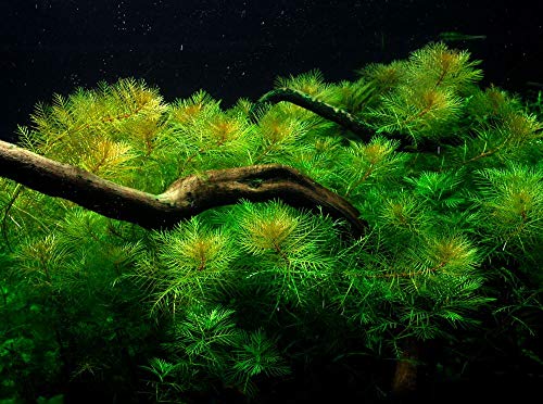 Tropica Aquarium Pflanze Aquariumpflanze Myriophyllum mattogrossense...