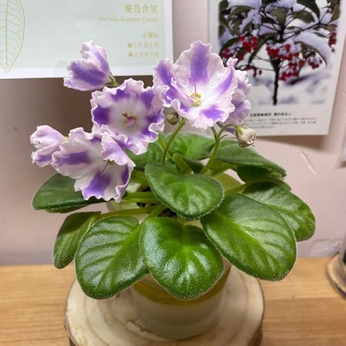 semi veri di violetta africana di aiuole rialzate, giardino roccioso resistenti di violetta africana resistenti all'esterno, varietà 30pcs