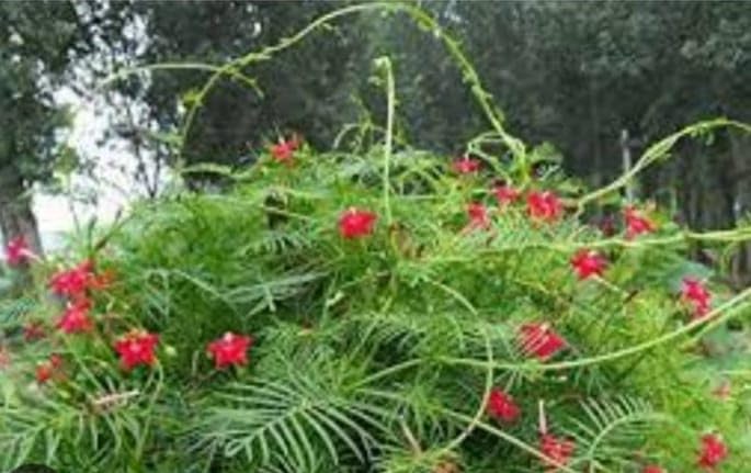 DHARIKA GARDENS Cypress vine Flower/Star Glory/Mayil Manikkam/Humming Bird Vine - 1 Healthy live plant (B0CWNF1D1Y) Amazon Price History, Amazon Price Tracker