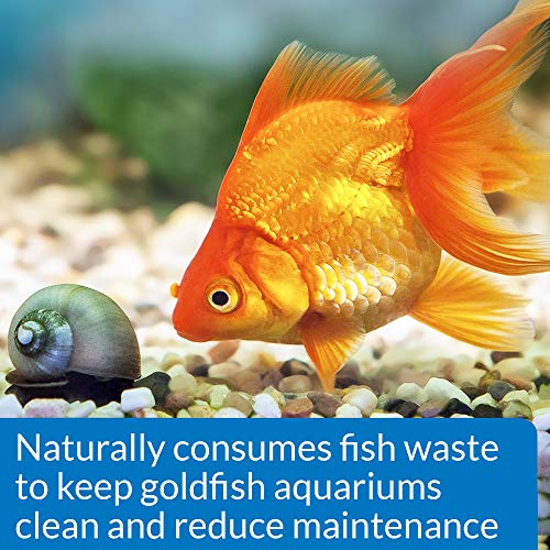Api Goldfish Protect Aquarium Water Conditioner 4-Ounce Bottle #TOP3
