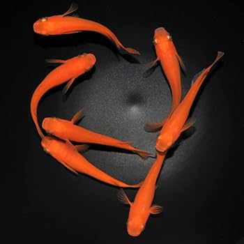 めだかページ 楽天市場】メダカ めだか 紅薊 ペット 観賞魚 生体 品種改良