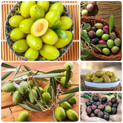 semi di ulivo resistenti di sapote, resistenti, olea europaea, da balcone colonnari, rare, interno 18pcs