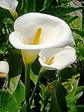 5 White Calla Lily Bulbs, Albomaculata