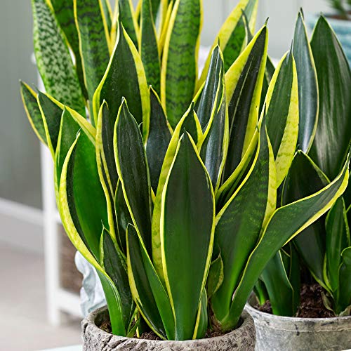 Sansevieria goldene Flamme - Schlangenpflanze| getopfte Zimmerpflanze | 30-40cm mit Topf