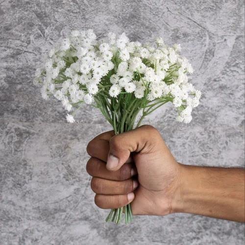 Golden Hills Farm Gypsophila Gypsy Compact White Flower 500-1001 seeds (B0BQRHJ6YL) Amazon Price History, Amazon Price Tracker