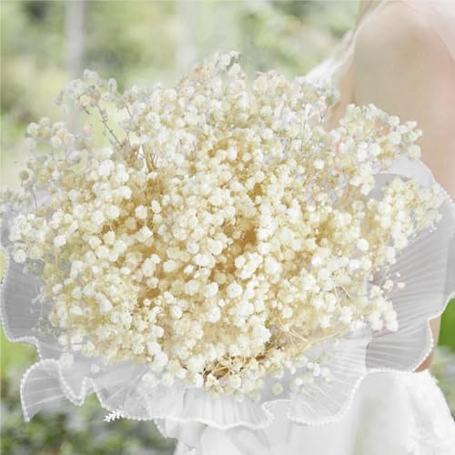 2500+ Ivory White Baby‘s Breath