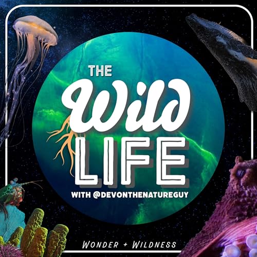The Wild Life cover art