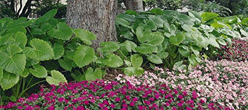 3 Elephant Ear -Colocasia Esculenta- Give Your Garden A Tropical Look #TOP2