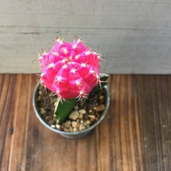 516o7l-jySL._AC_UF350,