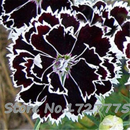 Green Seeds Co. Un paquete de 200 piezas de plantas de clavel negro balcón en macetas patio plantas de jardín plantas Rose Dianthus Caryophyllus bonsai de flores: negro