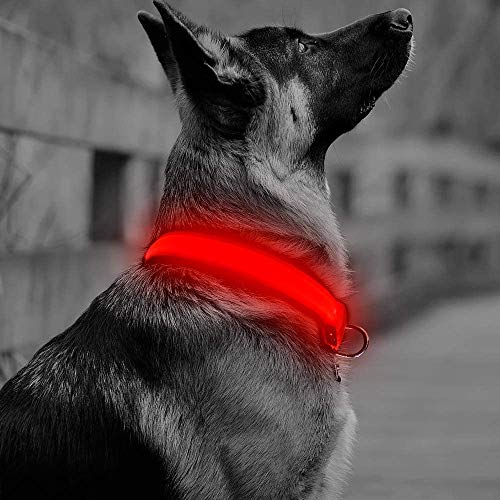 BSEEN Rechargeable LED Dog Collar - Adjustable Glow in The Dark Led Pet Collar - Neoprene Padded Light Up Collars to Keep Dogs Visible (Red-Medium-Collar)
