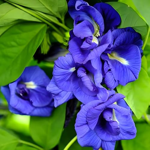 Image of Butterfly Pea Mixed Color Flower Seeds, 35 Count, Double and Single Petals, Medicinal Climbing Vine for Outdoor Garden, Shankhpushpi Hybrid Seeds with Blue, Red, Pink, Yellow Blooms