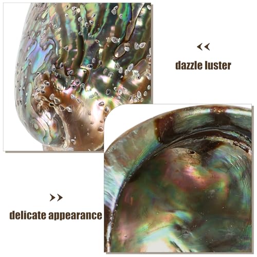 Concha de abulón natural de 10-12cm con brillo iridiscente para manualidades 4
