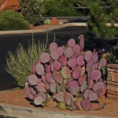 Graines de cactus Feigen violet (Opuntia violacea Santa Rita) Graines Paquet de 500 graines