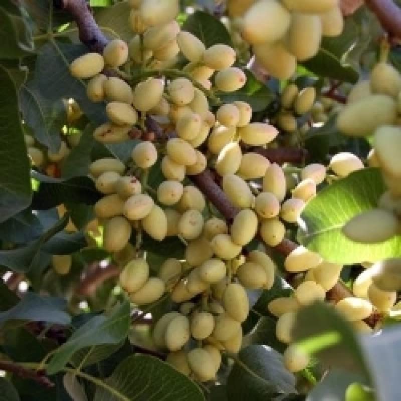 Mphmi Seedless Plant Fruit Plant Pista Plant - Pistachio, Pistacia vera (B0CVS8NGWY) Amazon Price History, Amazon Price Tracker