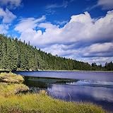 11095137 Records DK2