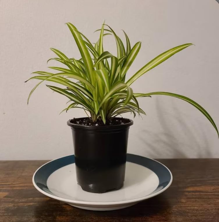 Spider Indoor Plants for Living Room | Live Plants | Plants with White Self Watering Pot for Home | Air purifier plants | Plants for Home Decor | Plants for Garden & bedroom (B0CSTD25M2) Amazon Price History, Amazon Price Tracker