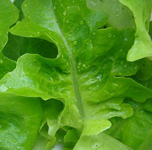 Lettuce, Oak Leaf Green for Salad Greens 250 Seeds GroCo