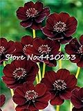 Hot 100 Pcs Chocolate Cosmos Seed Flower Blooms All Summer Long and Has Rich Scent Like Chocolate Home Garden Flower - (Color: c)