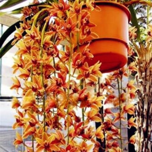 Bulbos de orquídea Cymbidium, orquídea Cymbidium, planta Cymbidium real, plantas herbáceas perennes, paisajismo, decoración de jardín (sin flores artificiales ni semillas)-8pezzo-E