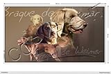Pets-easy Autocollant Chien panoramique 60cm Braque-de-Weimar-Poil-Long
