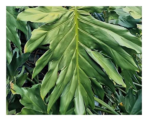 chili plant Easy to Grow Bulbs Pepper Sweet Seed