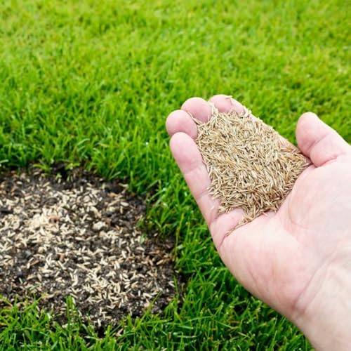 12000 Zoysia Grass Seeds Zoysia Seeds Lawngrass Seeds for Growing Low-