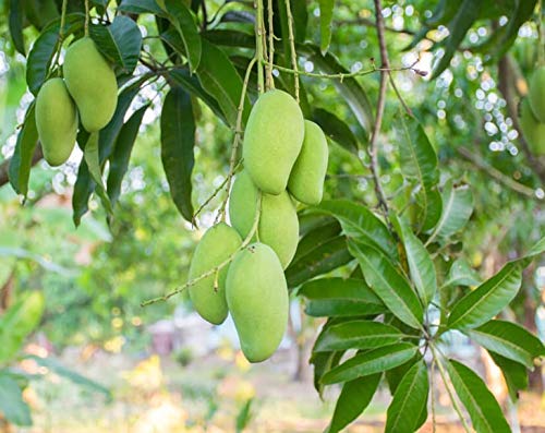 Dried Diced Mango, 2 Pounds – Sweetened, Unsulfured, Sulfite Free Chunks, No Added Color, No Artificial Flavors, Kosher Tropical Fruit, Vegan, Bulk. #TOP6