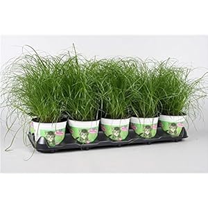 Cyperus Zumula Katzengras 3er Set
