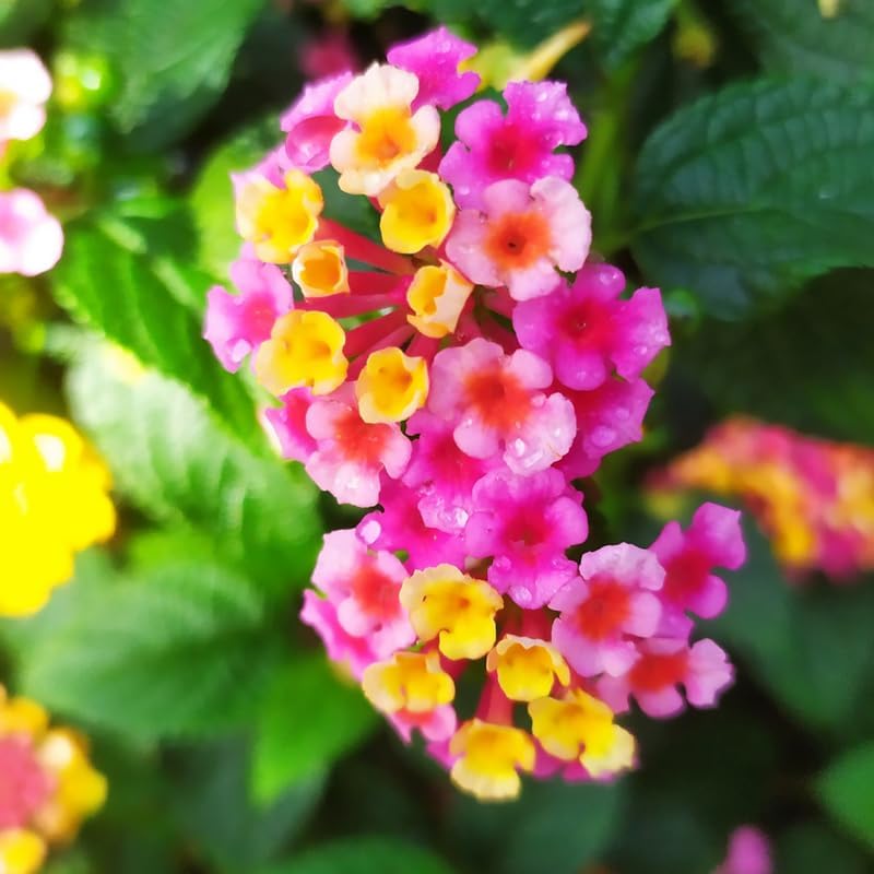 Miniatura 2 de 2 plantas Lantana amarillas y rosas, plantas de Lantana vivas, plantas vivas Lantana para plantar al aire libre, plantas vivas Lantana en maceta de