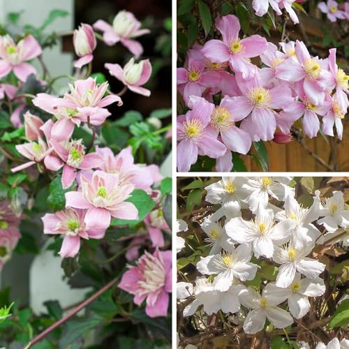 YouGarden 3 x Clematis Montana Collection - Supplied as a Set of 3 Montana Clematis in 9cm Pots
