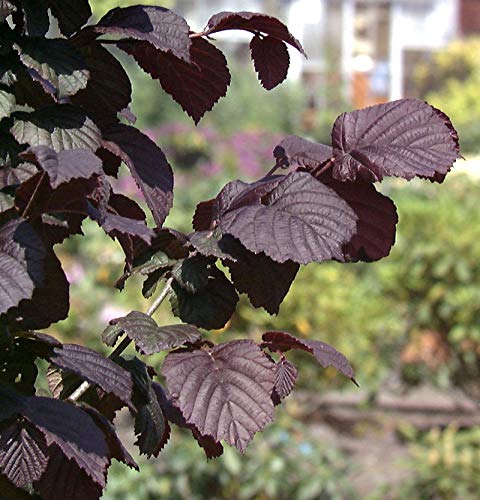 Großfrüchtige Waldhasel Rotblättrige Zellernuss 60-80cm - Corylus avellana