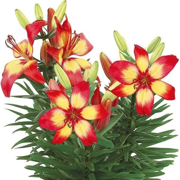 ベランダ 鉢植え向きすかしユリ 球根 10球 22年秋商品 国華園 マジェスティックジョイ