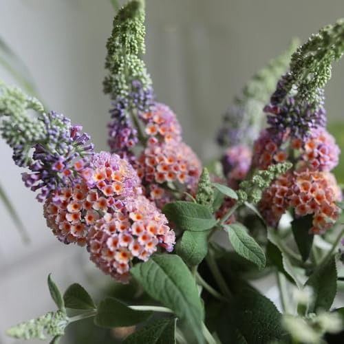 Semillas de mariposa lila, Buddleja lindleyana, Plantas de balcón resistentes Buddleia, arbustos en flor resistentes, semillas de flores silvestres perenne resistente plantas verdes, 50pcs