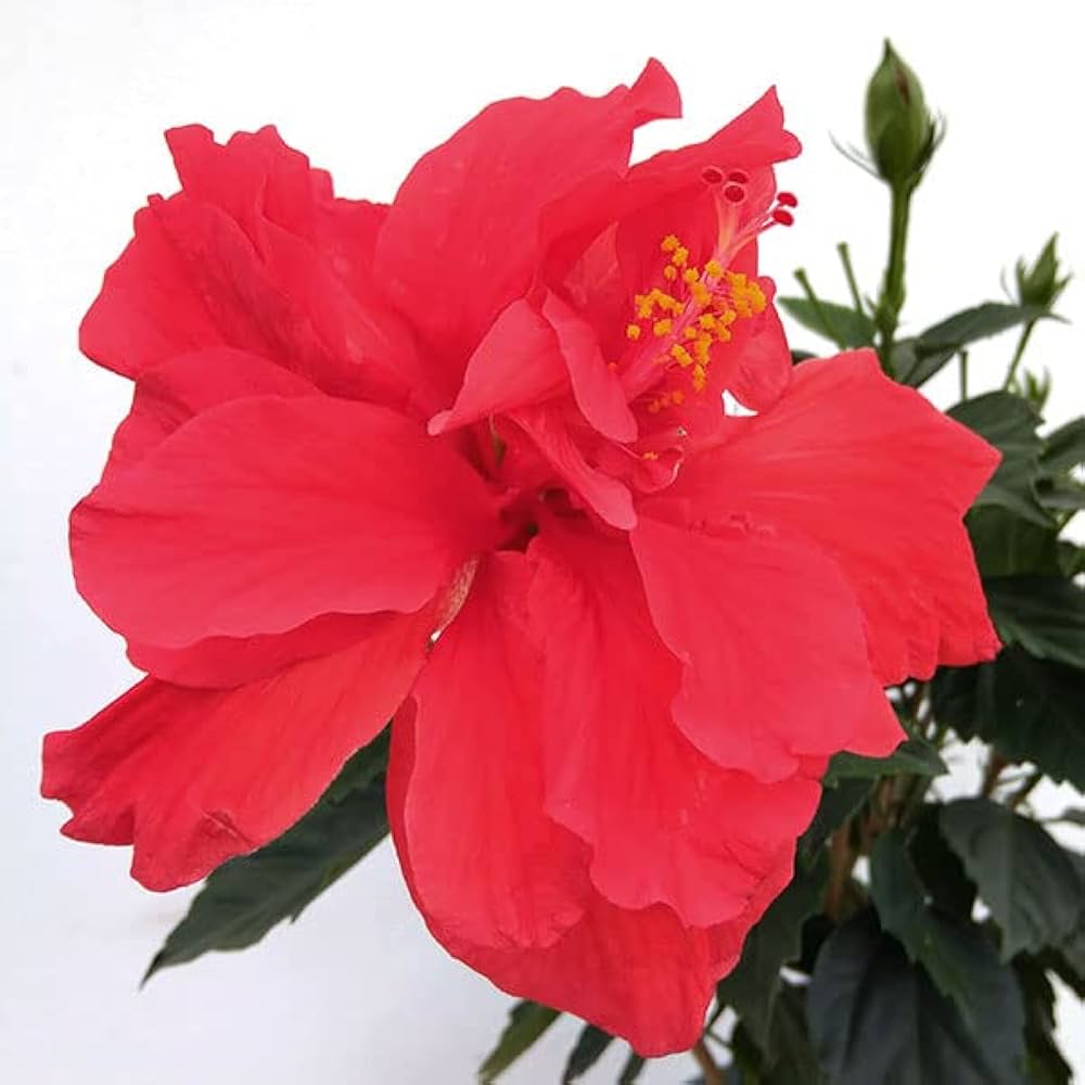 ハイビスカス 雨の七星 赤花 ハイビスカス 雨の七星 赤花 わが家のハイビスカス