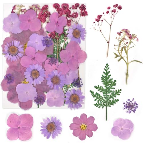 KYSUN Fiori Essiccati Fiori Secchi per Decorazioni, Naturali Fiori Pressati per Fai Da Te (Viola)