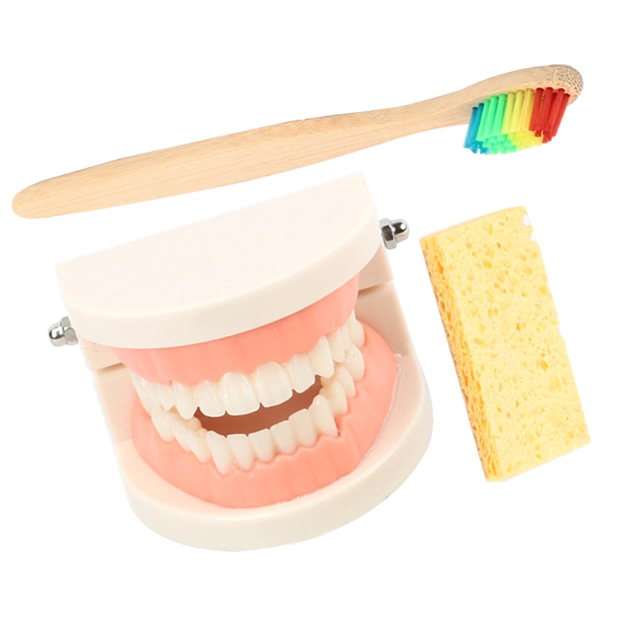 Modèle Éducatif de Soins Dentaires pour Garçon et Filles en Plastique Démonstration Technique de Brossage pour Apprentissage Bucco-dentaire Couleur Aléatoire